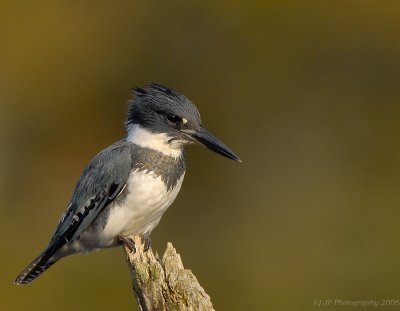 Belted Kingfisher, Creek Brook, Haverhill, Massachusetts