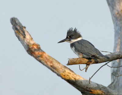 Belted Kingfisher, Creek Brook, Haverhill, Massachusetts