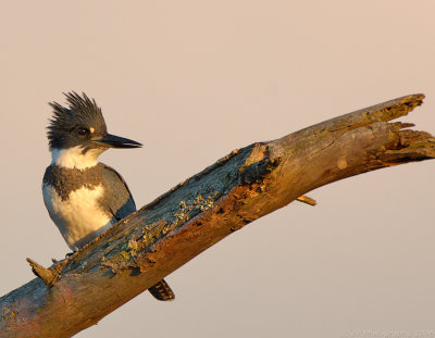 Belted Kingfisher, Creek Brook, Haverhill, Massachusetts