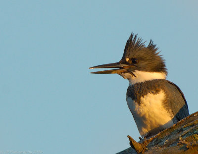 Belted Kingfisher, Creek Brook, Haverhill, Massachusetts