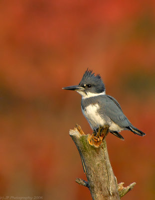 Belted Kingfisher, Creek Brook, Haverhill, Massachusetts