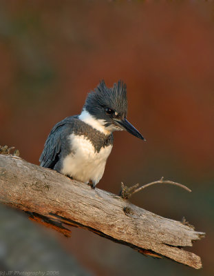 Belted Kingfisher, Creek Brook, Haverhill, Massachusetts