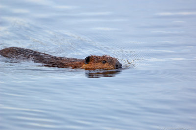 _JFF9851 Beaver Swim Right.jpg