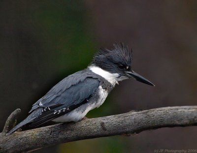 Belted Kingfisher, Creek Brook, Haverhill, Massachusetts