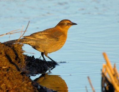 _JFF1669 Rusty Blackbird.jpg