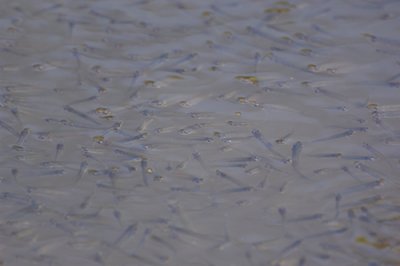 g5/38/391838/3/68325142.o6f8Kn6d.jpg