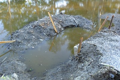 Wetlands Outflow Cleaned by the City Causing Near Total Drainage