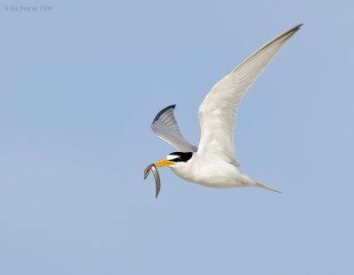 _NW87523 Least Tern With Sand Eeel.jpg