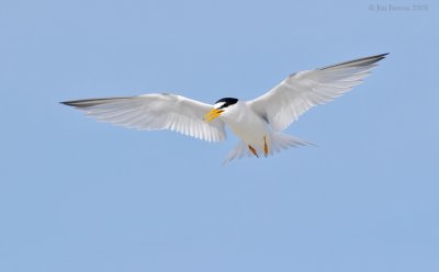 _NW87609 Least Tern.jpg