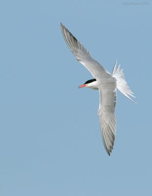 _NW87636 Common Tern.jpg