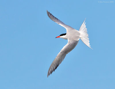 _NW88690 Common Tern in Flight.jpg