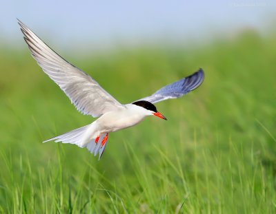 _NW88937 Common Tern Into The Grass.jpg