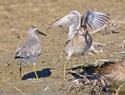 Red Knot, juv., with juv. SBDO (#4 of 5)