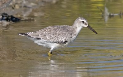 Red Knot, juv. (#5 of 5)