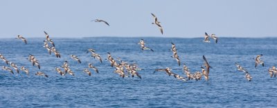 Buller's Shearwaters