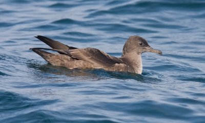 Sooty Shearwater