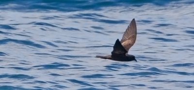 Black Storm-Petrel