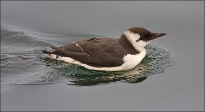 Common Murre, prebasic