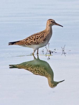 Pectoral Sandpiper, juv.