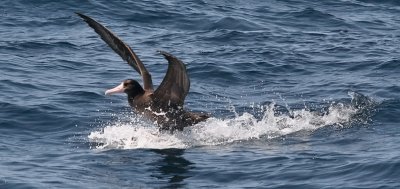 Short-tailed Albatross, immature