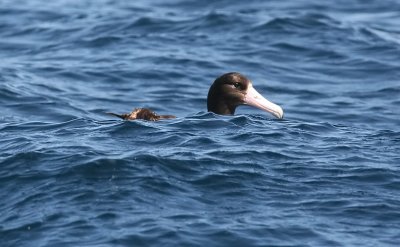 Short-tailed Albatross, immature