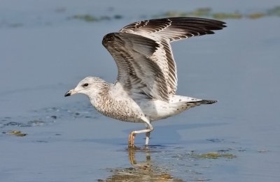 Ring-billed Gull, 1st cycle