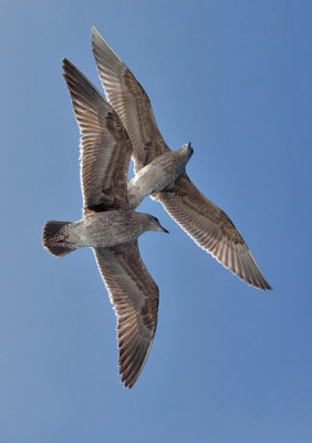 Western Gull with presumed Glaucous-winged x Western Gull,  both 1st cycle