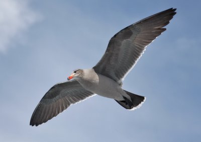 Heermann's Gull, basic adult