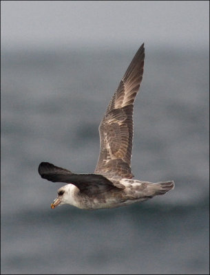 Northern Fulmar