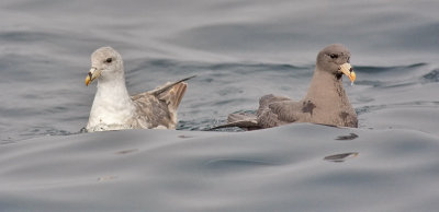 Northern Fulmars