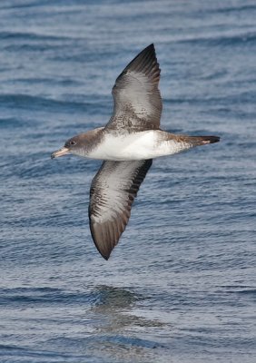 Pink-footed Shearwater