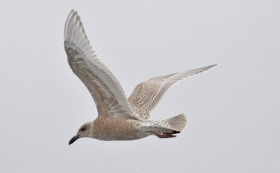 Glaucous-winged Gull, juvenile, (2 of 2)