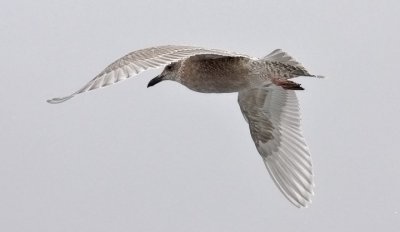 Glaucous-winged Gull, juvenile (1 of 2)