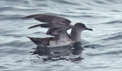 Black-vented Shearwater (#1 of 5)