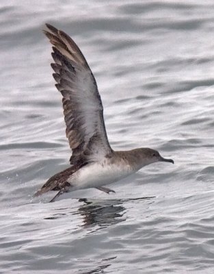 Black-vented Shearwater (#2 of 5)
