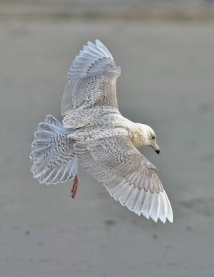 Glaucous Gull, 1st cycle (#3 of 5)