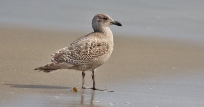 Presumed Glaucous-winged x Herring Gull, 1st cycle