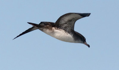 Pink-footed Shearwater