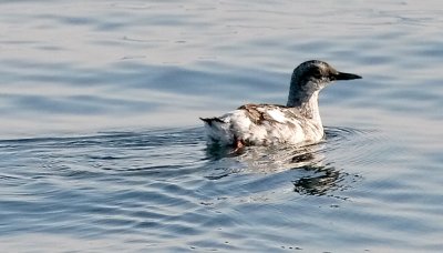 Pigeon Guillemot, prebasic