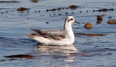 Red Phalarope, basic adult (#1 of 2)
