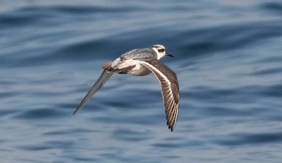 Red Phalarope, basic adult (#2 of 2)