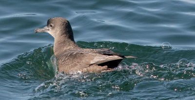 Sooty Shearwater