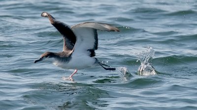 Buller's Shearwater (#2 of 2)