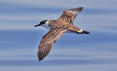 Greater Shearwater