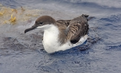 Greater Shearwater