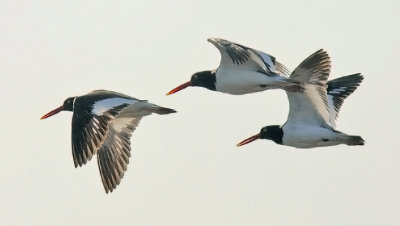 American Oystercatcher