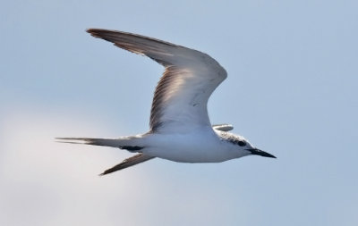 Bridled Tern, basic adult