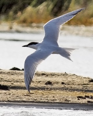 Gull-billed Tern, alternate adult