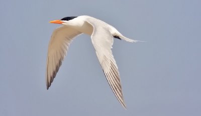 Royal Tern, alternate adult