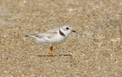 Piping Plover, alternate (#1 of 2)